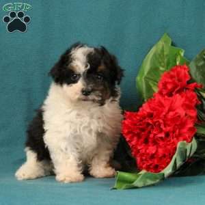 Moana, Toy Poodle Puppy